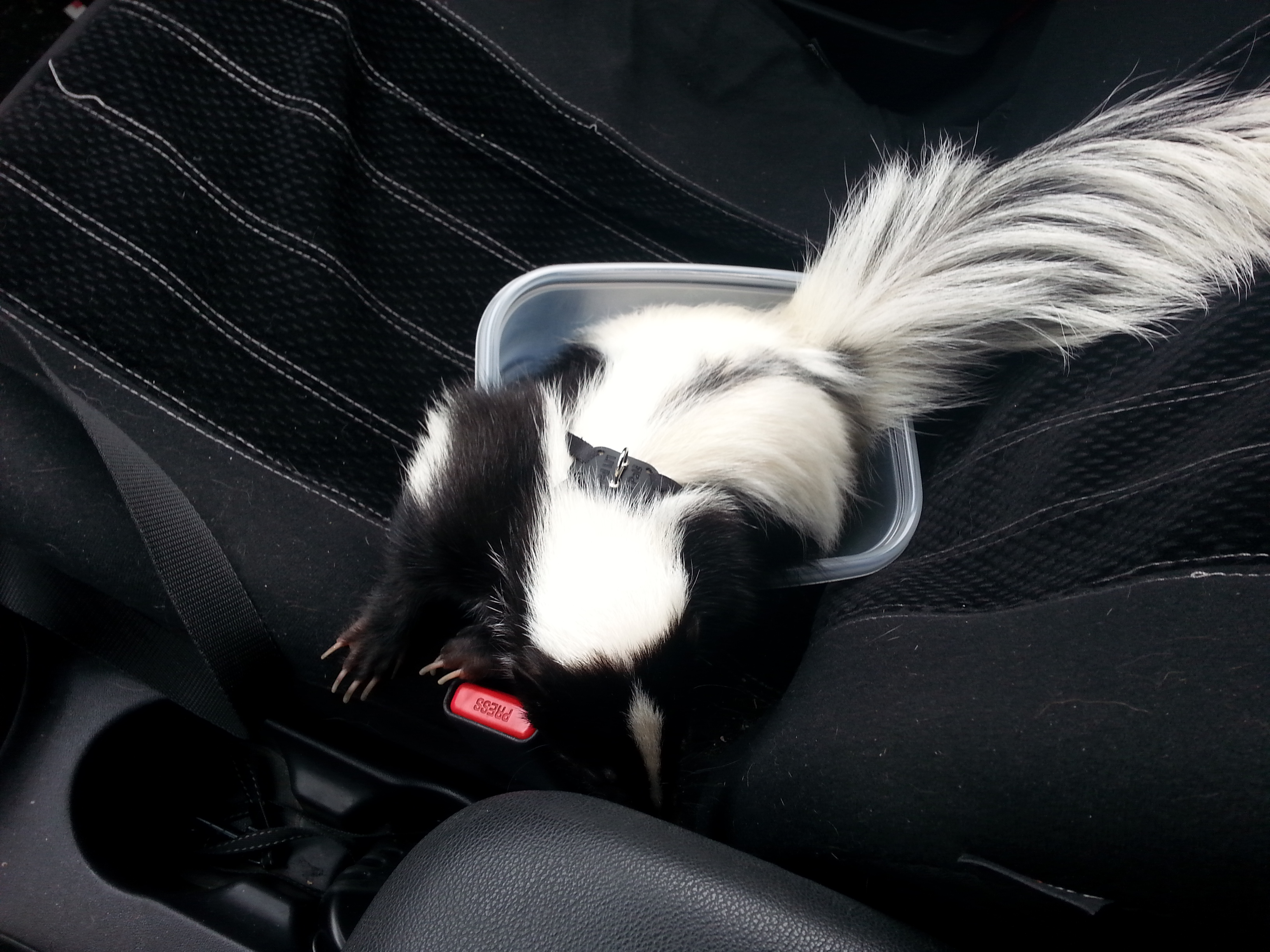 skunk pee